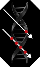 DNA visual
